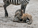 Zebra Tiere Pict0905
